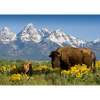 4 - Grand Teton Range - 3D Lenticular Postcards  Greeting Cards - NEW