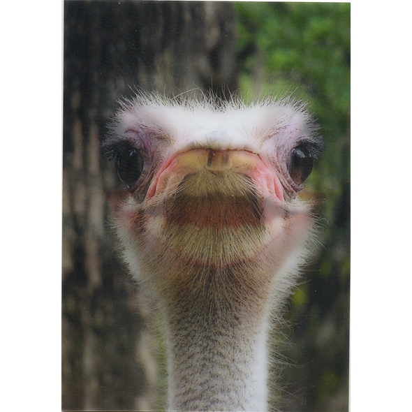 2 Smiling Animals  - 2 Humorous Postcards 3D Lenticular