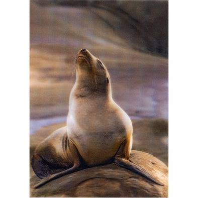 California Sea Lion - 3D Lenticular Postcard Greeting Card - NEW