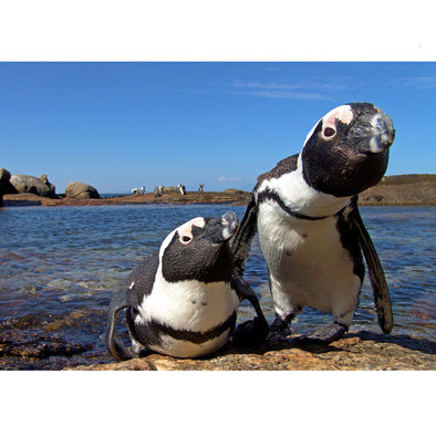 African Penguins - 3D Lenticular Postcard Greeting Card