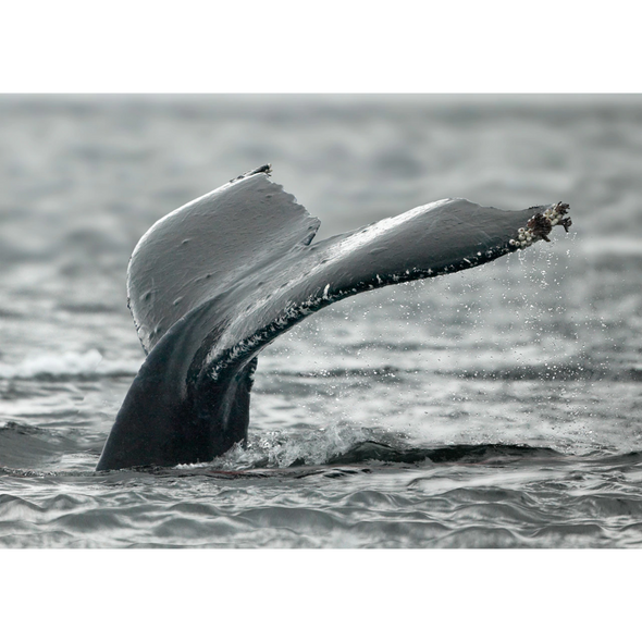 Fluke of a Humpback Whale - 3D Lenticular Postcard Greeting Card