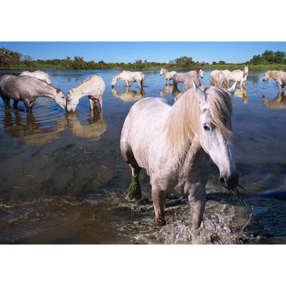 Camargue horses - France - 3D Lenticular Postcard Greeting Card
