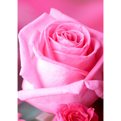 Rose - Pink Blossom - 3D Lenticular Postcard Greeting Card