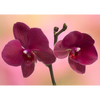 Orchids - 3D Action Lenticular Postcard Greeting Card