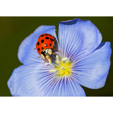 Ladybug and Flower - 3D Lenticular Postcard Greeting Card