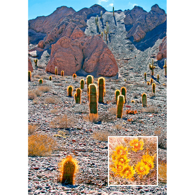 Barrel Cactus - 3D Lenticular Postcard Greeting Card