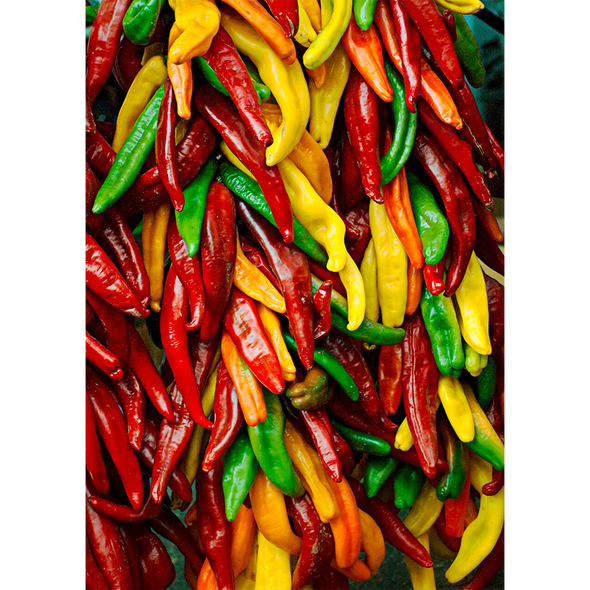 Chile Peppers - 3D Action Lenticular Postcard Greeting Card
