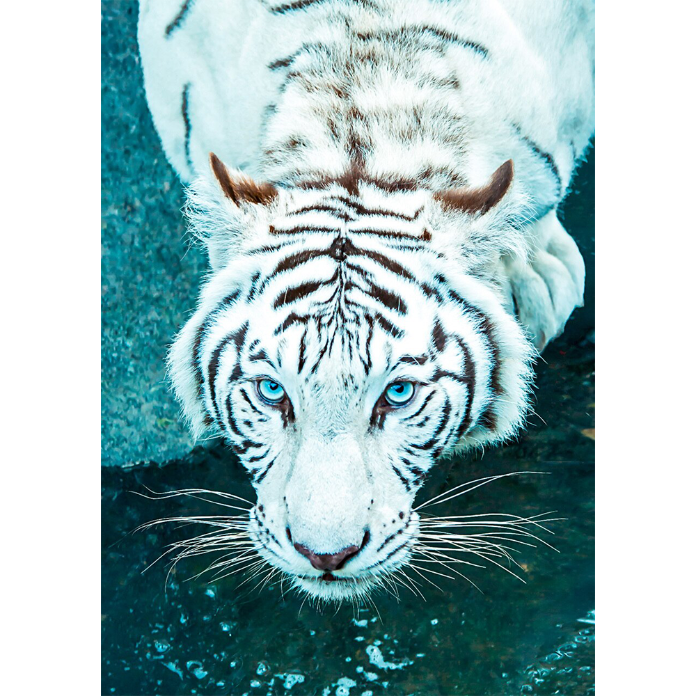 White Bengal Tiger - 3D Lenticular Postcard Greeting Card – worldwideslides