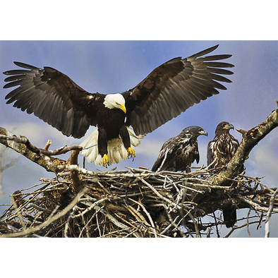 Eagle Nest - 3D Lenticular Postcard Greeting Card