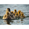 Ducks - 3D Action Lenticular Postcard Greeting Card