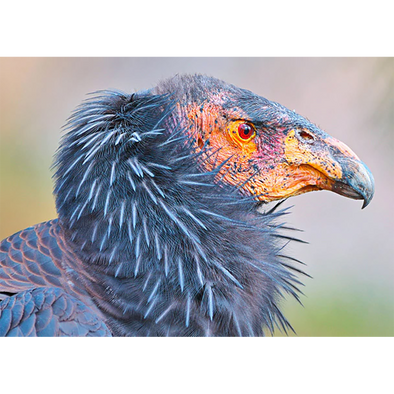 California Condor - 3D Action Lenticular Postcard Greeting Card