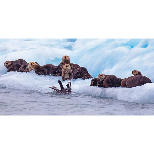 Seals and Otters on floating ice - 3D Action Lenticular Postcard Greeting Card - Oversize