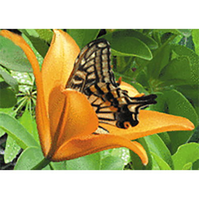 Butterfly in Lily - 3D Lenticular Postcard Greeting Card