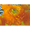 Buttercup - Flower - 3D Lenticular Postcard Greeting Card