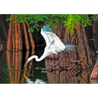 Great Egret - 3D Lenticular Postcard Greeting Card - NEW
