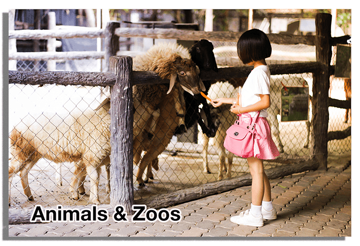 Animals and Zoos - View-Master