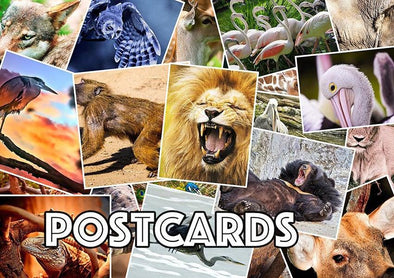 3D Postcards
