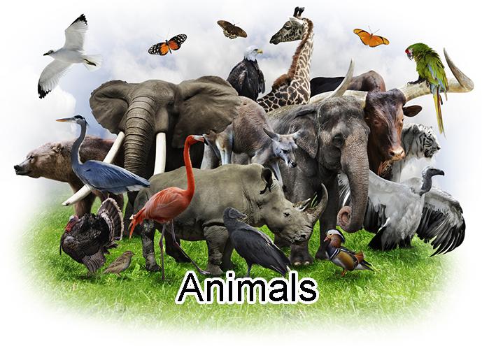 Master Animals View-Master - Animals – worldwideslides