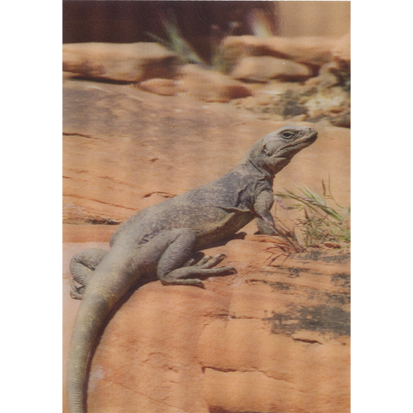 Common Chuckwalla - 3D Lenticular Postcard Greeting Card - NEW