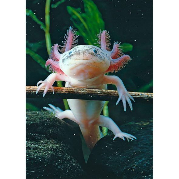 Axolotl - 3D Lenticular Postcard Greeting Card - NEW