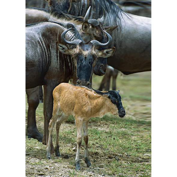 Blue Wildebeest - 3D Lenticular Postcard Greeting Card - NEW