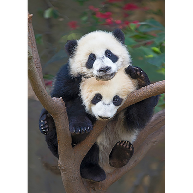 Panda cubs in tree - 3D Lenticular Postcard Greeting Card - NEW