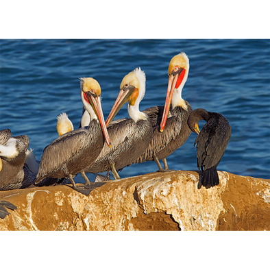 Brown Pelicans - 3D Lenticular Postcard Greeting Card - NEW