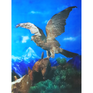 The Eagle - 3D Lenticular Poster - 12x16 - New