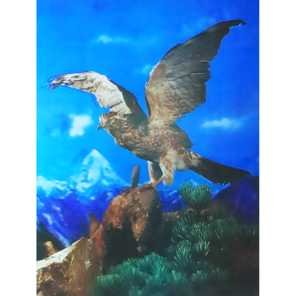 The Eagle - 3D Lenticular Poster - 12x16 - New