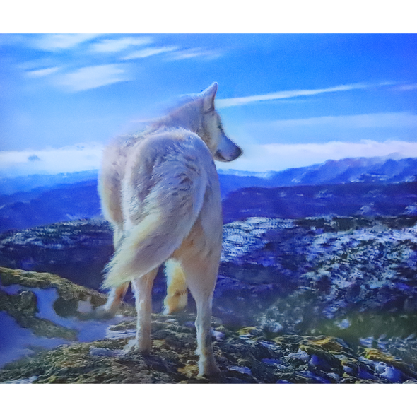 White Wolf on Mountain - 3D Lenticular Poster - 12x16 Print - New