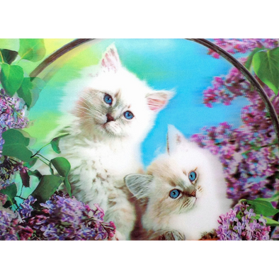 Fluffy white kittens - 3D Lenticular Poster - 12x16 -  NEW