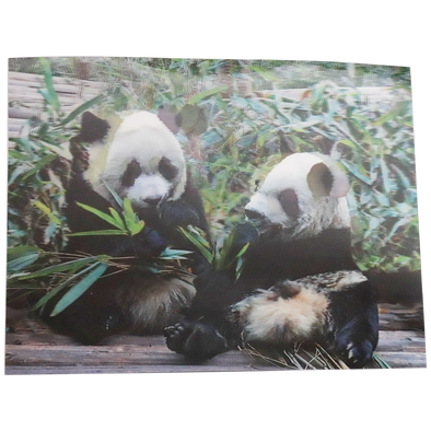 2 Panda cubs - 3D Lenticular Poster - 12x16 -  NEW