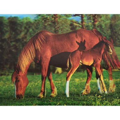 Brown Horse and a Foal - 3D Lenticular Poster - 12x16 -  NEW