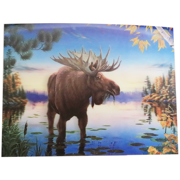 Moose on Swamp - 3D Lenticular Poster - 12x16 -  NEW