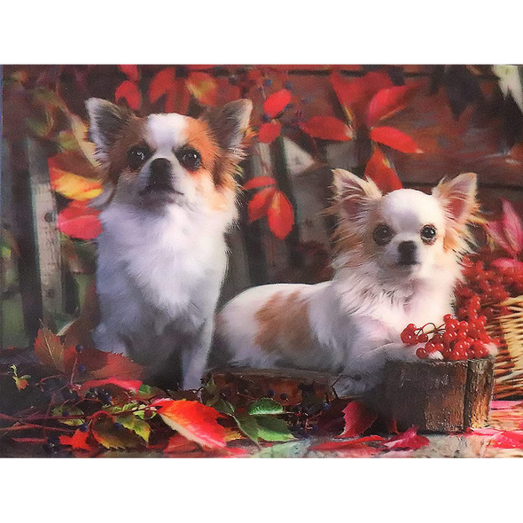 2 Chihuahuas- 3D Lenticular Poster - 12x16 -  NEW