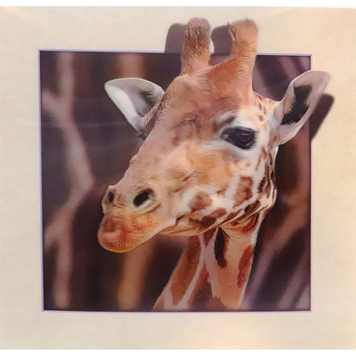 Giraffe Head - 3D Lenticular Poster - 16 x 16 Print - New