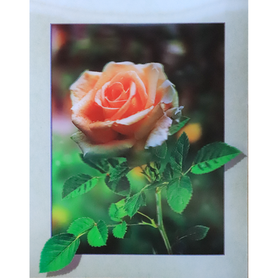 Pink (cream) Rose - 3D Lenticular Poster - 12x16 Print - New