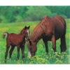 Horses - Triple Views - 3D Action Lenticular Poster - 12x16 - 3 Prints in 1 - New