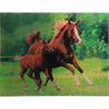 Horses - Triple Views - 3D Action Lenticular Poster - 12x16 - 3 Prints in 1 - New