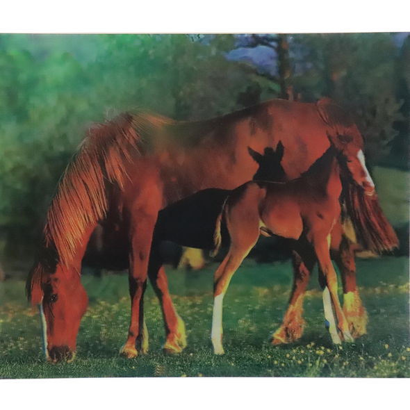 Horses - Triple Views - 3D Action Lenticular Poster - 12x16 - 3 Prints in 1 - New