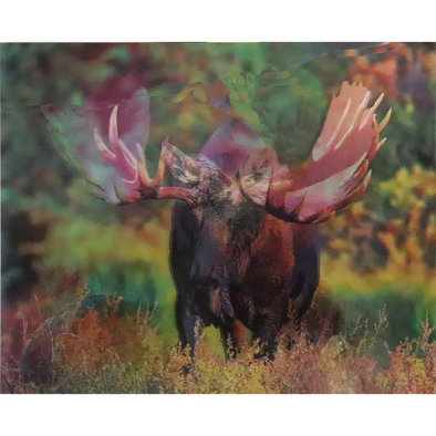 Moose - Triple Views - 3D Action Lenticular Poster - 12x16 - 3 Prints in 1 - New