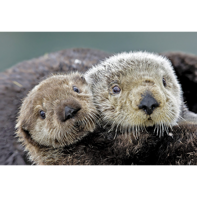 Otter Sea close up  - 3D Magnet for Refrigerator, Whiteboard, Locker