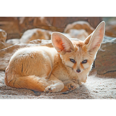 Fennec Fox  - 3D Magnet for Refrigerator, Whiteboard, Locker