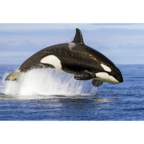 Whale orca breaching 2 - 3D Lenticular Postcard Greeting Card- NEW