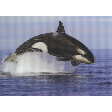 Whale orca breaching 2 - 3D Lenticular Postcard Greeting Card- NEW