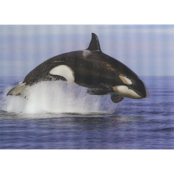 Whale orca breaching 2 - 3D Lenticular Postcard Greeting Card- NEW