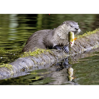 River Otter - 3D Lenticular Postcard Greeting Card - NEW