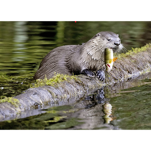 River Otter - 3D Lenticular Postcard Greeting Card - NEW