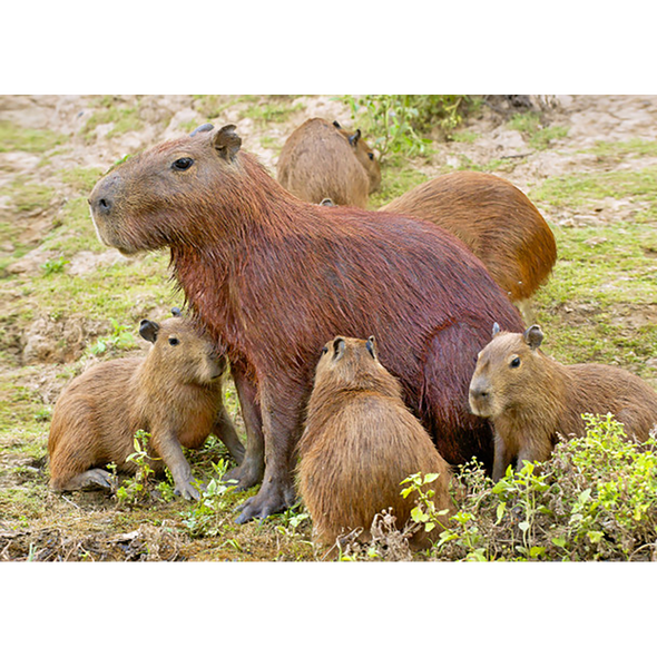 Capybara with pups - 3D Magnet for Refrigerator, Whiteboard, Locker