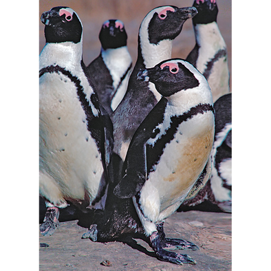 Penguin African 2 - 3D Magnet for Refrigerator, Whiteboard, Locker